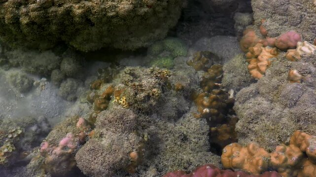  Shallow Tropical Reef Tide Pool During Low Tide