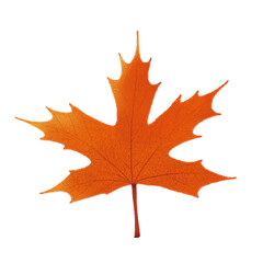 Fototapeta premium Maple
