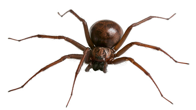 Brown spider with long hairy legs on white