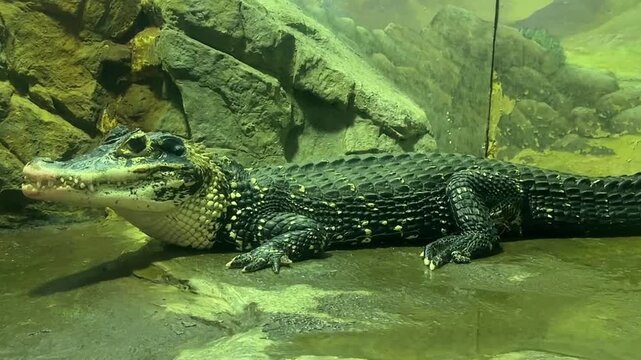 American alligator (Alligator mississippiensis) resting on rocky ground inside an indoor reptile habitat. Close side view highlighting textured scales, powerful jaws and prehistoric appearance under a