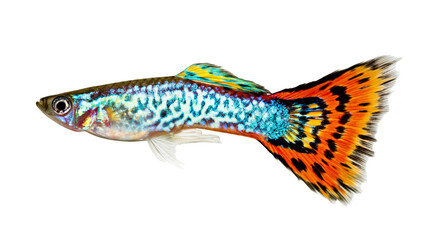 Colorful male guppy fish with vibrant orange and black tail fin © Isolde