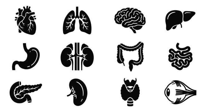 Black silhouette icons of human organs.