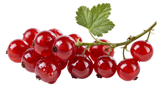 Red currant berries on stem with green leaf