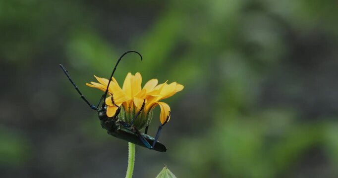 Insect on a Flower with Soft Focus Background