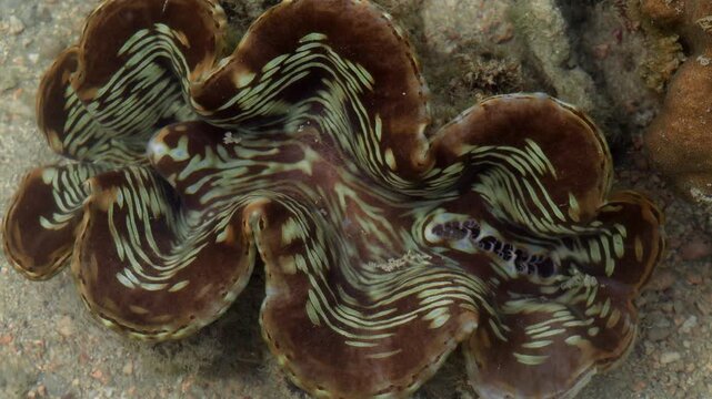 Open Bivalve Mollusk Resting on Sandy Reef Bottom