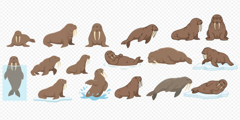 Set of walrus characters in various poses, including swimming, walking, and resting on ice, depicting arctic wildlife. © Akun