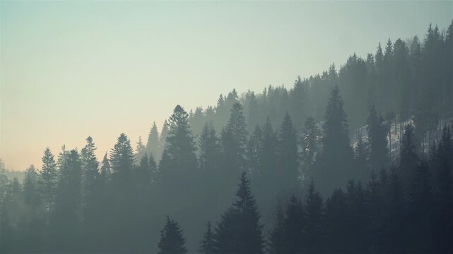 Misty conifer forest on a mountain hillside fades into soft morning haze as the camera holds on layered evergreen trees and patches of snow