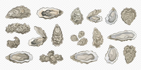 Set of fresh oysters, both closed and open, showcasing various shapes and sizes of the delicious seafood mollusk, ready for culinary use. © Akun