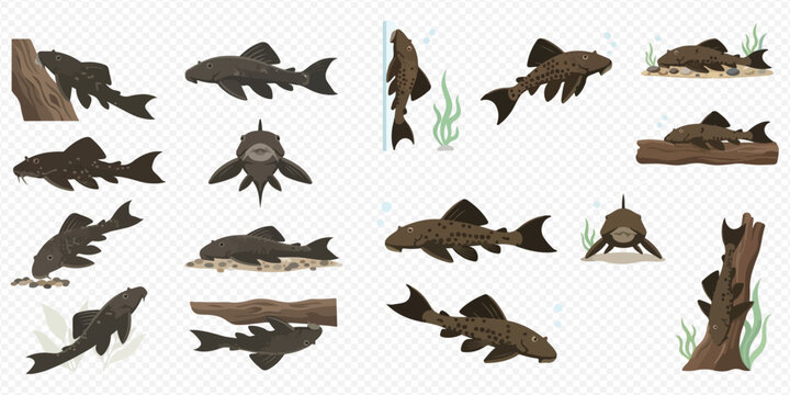 Set of pleco fish in various poses and angles, perfect for aquarium and aquatic life designs.