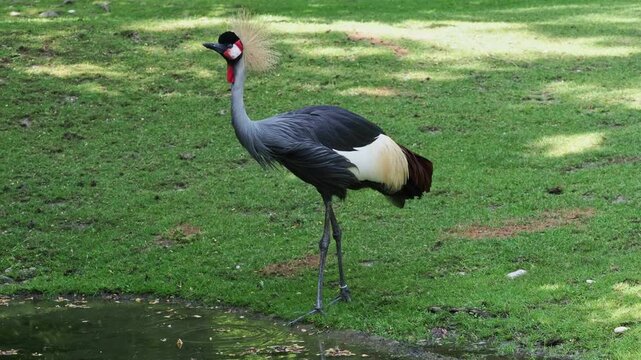 The Black Crowned Crane, Balearica pavonina is a bird in the crane family Gruidae.