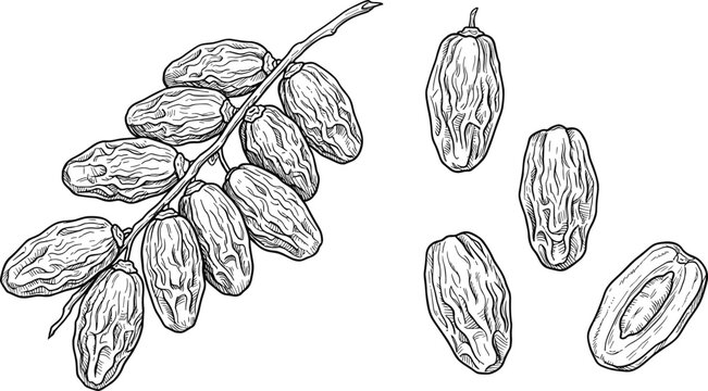 Hand drawn fresh dates fruit branch sketch with isolated single dried date pieces and cut half line art vectors