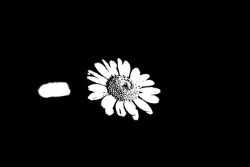 Margeriten-Blüte als minimalistische Schwarz-Weiß-Grafik auf schwarzem Hintergrund © Pawel Hordjewicz