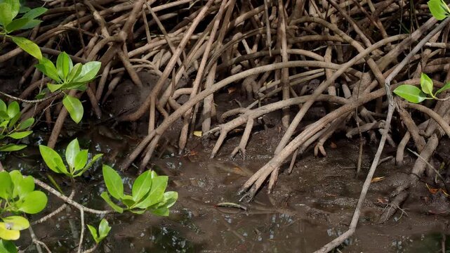 Dense Mangrove Root System Along Tropical Shoreline