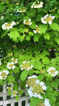 Vertical video of white Viburnum opulus flowers blooming on green branches in summer. Beautiful guelder rose bush sways in a breeze, filling a close-up frame in a garden on a sunny day.