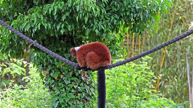 The red ruffed lemur, Varecia rubra is one of two species in the genus Varecia, the ruffed lemurs