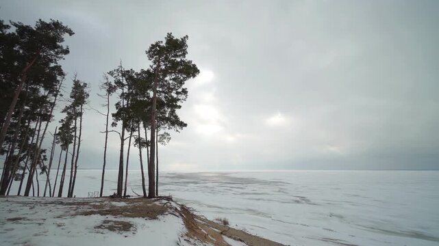 Tall pine trees stand on a snowy coastal bluff beside a frozen sea under thick winter clouds as soft light breaks through the overcast sky
