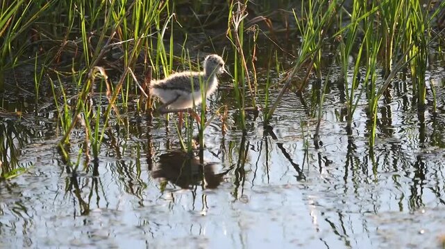 A chick walks around looking for food in a green wetland with insects flying around