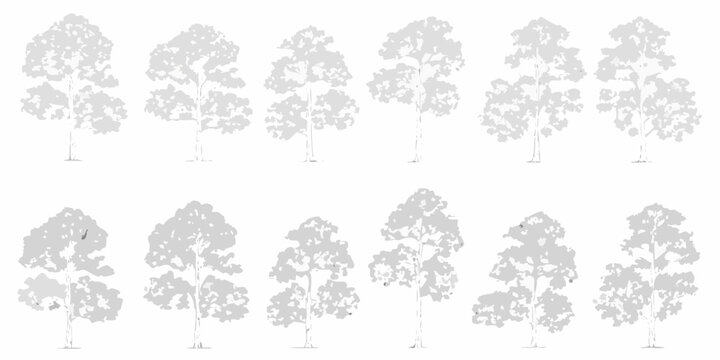 collection of ten hand drawn tree elevation sketches on white background silhouette forestry botany nature landscape architecture