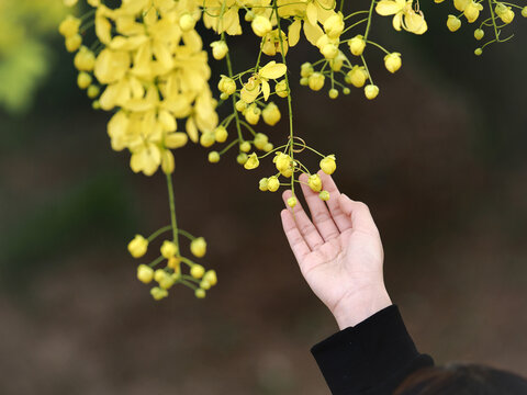 Beautiful of Golden Shower Tree or cassia tree with girl hand