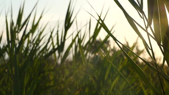 Slow-motion shot of the sun through a reed bed with some flares  