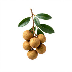 Fototapeta premium Fresh Longan Fruit Cluster Branch Isolated White Background - Generative AI