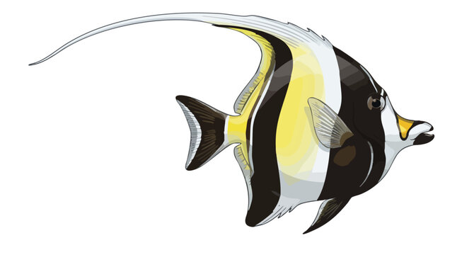 Illustration of a Longfin Bannerfish with Distinctive Stripes