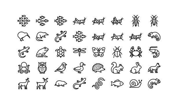 Animal Outline Icon Set Shoal Grasshopper Kiwi Bird Desman Gecko Vector Collection