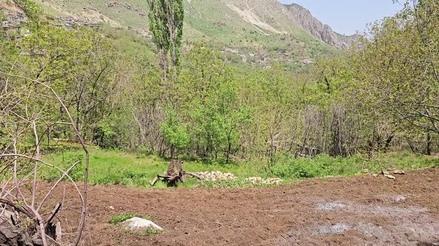 Tall plane trees rise beside a freshly plowed field near spring orchards, with a distant mountain village and rugged peaks under blue sky.
📍 Kamalla village, Hawraman Takht, Kurdistan 
