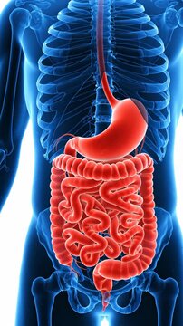 Human Digestive System Anatomy 3D Animation Medical Visualization.