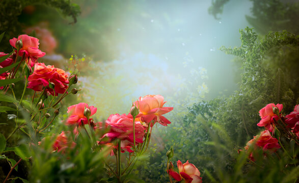 Fantasy rose flowers in magical blooming garden in fairy tale elf forest, fairytale glade background, elven magic wood with shining glowing rays, tranquil landscape scene.