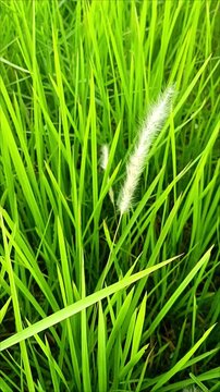 Close-up footage of fresh green Imperata cylindrica (cogon grass) gently swaying in the wind