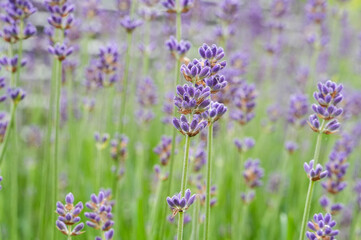 Obraz premium Lavender flowers in a field, close-up of purple flowers. Lavender close-up.