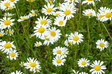 White daisies on a green meadow. Spring background. © Alina Yermakova