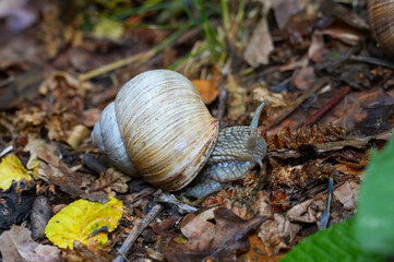 Snail crawling on the ground in the forest. Snail crawling on the ground. © Alina Yermakova