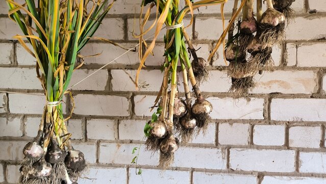 Drying dug garlic in the shade of a barn