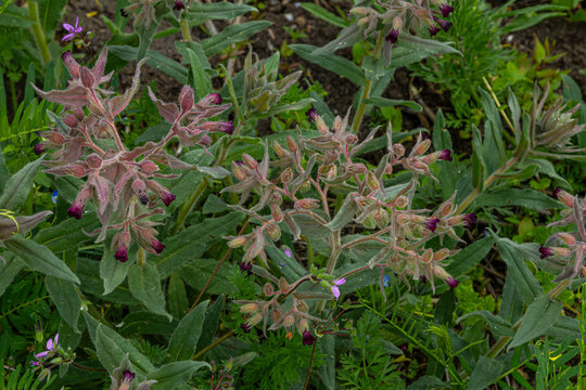 Brown gromwell features distinctive dark flowers hidden among fuzzy bracts and grayish-green leaves in a vibrant garden setting