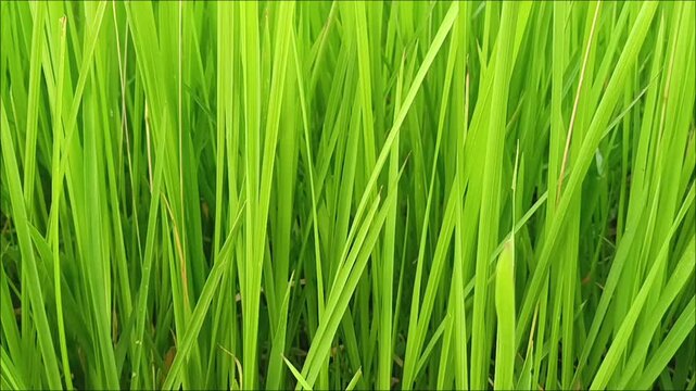Close-up footage of fresh green Imperata cylindrica (cogon grass) gently swaying in the wind