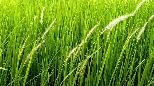 Close-up footage of fresh green Imperata cylindrica (cogon grass) gently swaying in the wind