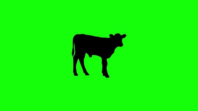 Black cow standing on green background. Silhouette of livestock isolated for design use. Farm animal template for advertising and branding.
