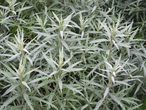 Artemisia ludoviciana 'Silver Queen' with its decorative silvery-white lanceolate leaves.
