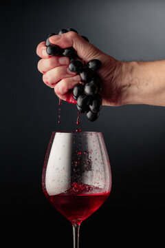 Winemaker's hand firmly squeezes a bunch of ripe grapes.