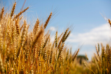 Fototapeta premium Golden barley field swaying in the breeze under a clear blue sky during early summer