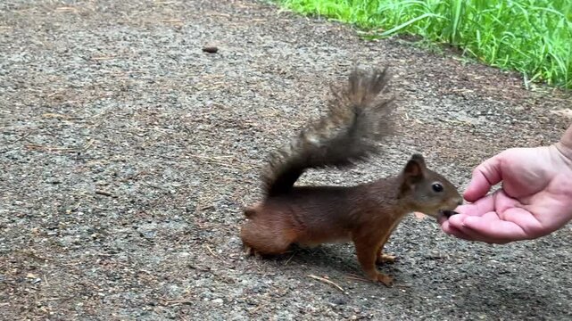 A wild red squirrel takes food from a person's hands and runs off. Hand-feeding. 4K footage