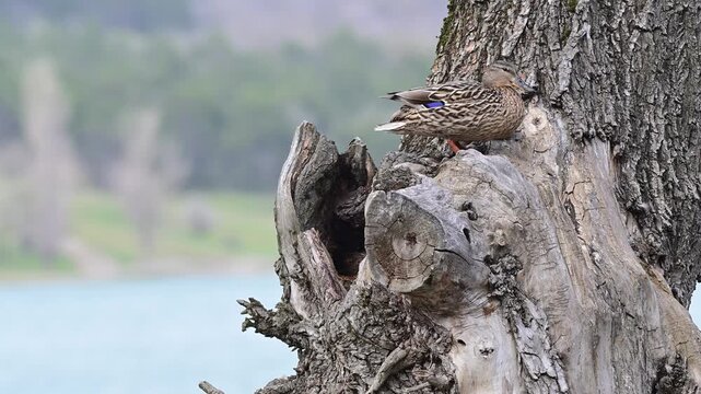 Female Mallard (Anas platyrhynchos) Preening Feathers Beside Her Nest Cavity. Slow Motion.