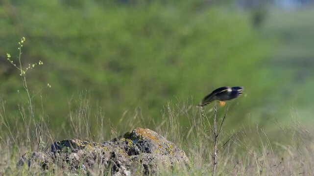 Common Cuckoo Cuculus canorus Taking Off from Rock in Wild Nature Slow Motion
