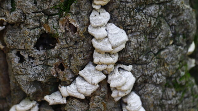White Bracket Fungi Growing on Textured Tree Bark with Green Moss in a Forest