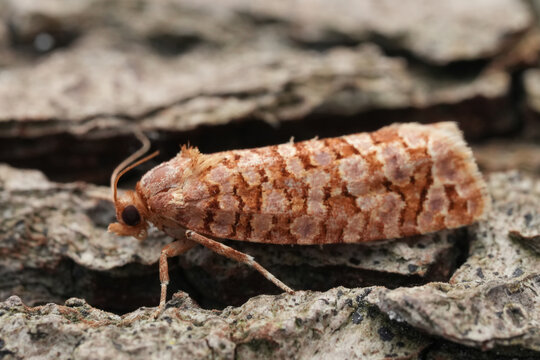 Tiny brown and orange Orange Pine Tortrix , Lozotaeniodes formosana moth with distinctive patterned wings rest on rough tree bark outdoor close-up detail