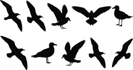 Fototapeta premium Seagull Bird Silhouettes Collection Featuring Flying and Standing Coastal Seabirds Isolated Vector Illustration Set
