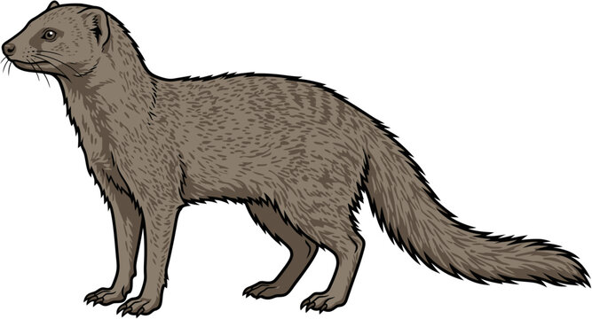 Indian Grey Mongoose Realistic Flat Vector Wildlife Animal Illustration
