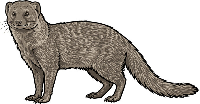 Indian Grey Mongoose Realistic Flat Vector Wildlife Animal Illustration